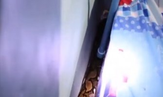 Piton pojeo mačku pa se zavukao ispod dječakovog kreveta (VIDEO)