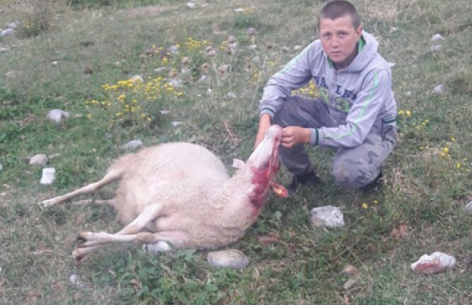 Ogromna šteta za stočara Minića na Bjelasici, vukovi mu zaklali 20 ovaca