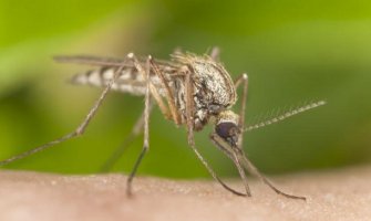 Pušteni GMO komarci koji sadrže smrtonosan gen