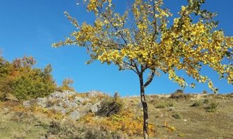 Danas sunčano, razvoj oblačnosti tokom dana