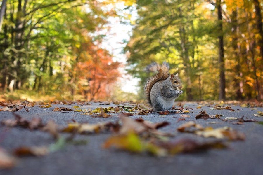 squirrel1004893960720