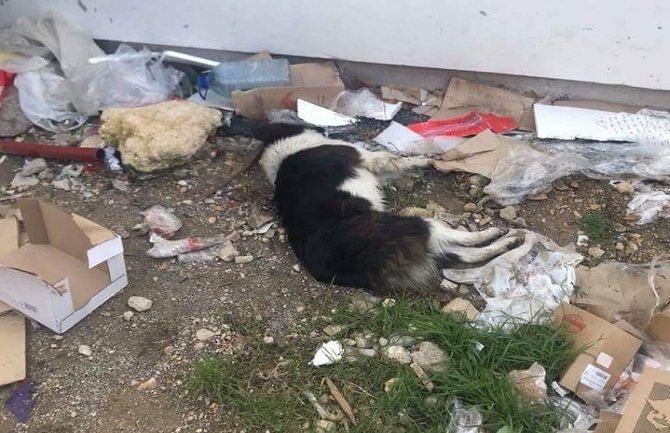 U Ulcinju otrovani psi lutalice