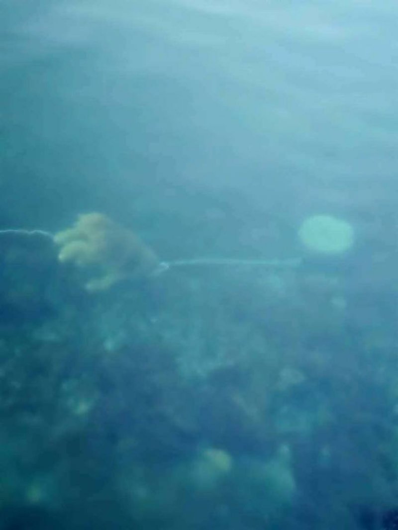 podgor1