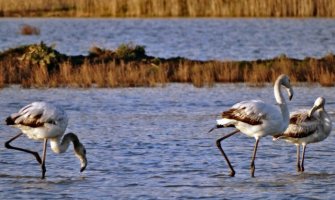 Zbogom flamingosi