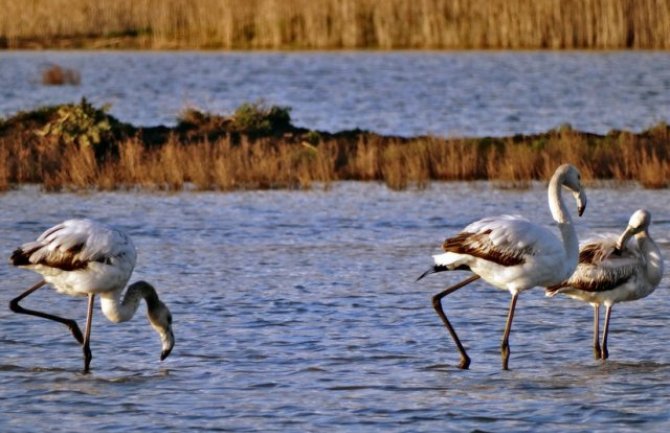 Zbogom flamingosi