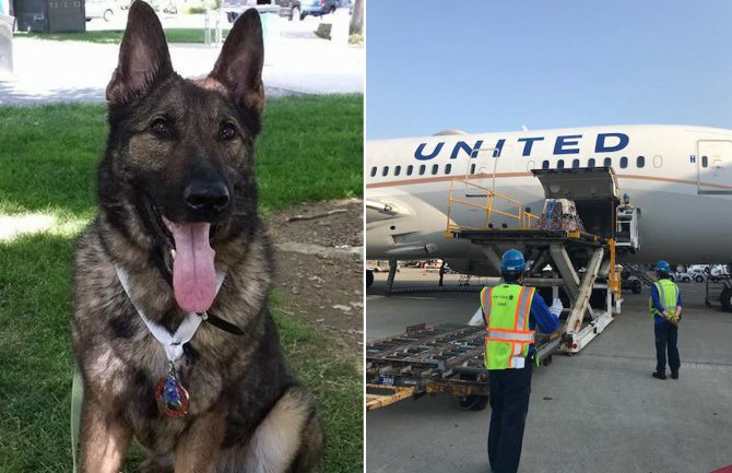 Njemački ovčar greškom završio u Japanu, privatnim avionom vraćen za Kansaz (VIDE)