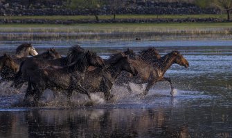 Gracioznost i ljepota konja atrakcija za zaljubljenike u fotografiju(FOTO)