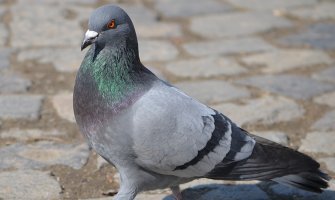 Evo kakvo nas vrijeme očekuje za dane vikenda