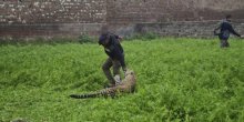 Leopard ušao u naselje i napao čovjeka, borba trajala četiri sata (VIDEO)