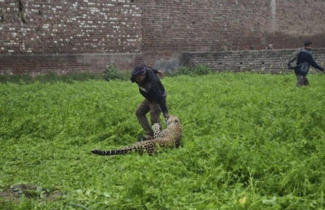 Leopard ušao u naselje i napao čovjeka, borba trajala četiri sata (VIDEO)