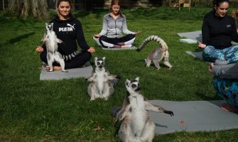 Hit u hotelu u Engleskoj:  Lemuri odlični partneri za jogu (FOTO)