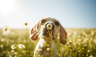 Danas sunčano, do 27 stepena
