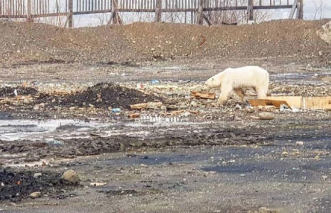 Polarni medved kopao po smeću 800 kilometara od staništa (FOTO)