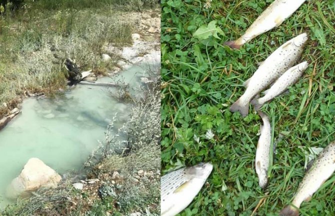 Pomor ribe u Ćehotini, rijeka bijela poput mlijeka