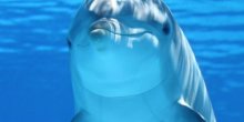 Povrijeđeni delfin doplivao do čovjeka i tražio pomoć (VIDEO)