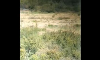 Crne rode uočene na Marezi (VIDEO)
