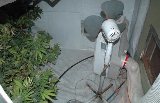 Užice: Otkrivena laboratorija za uzgoj marihuane