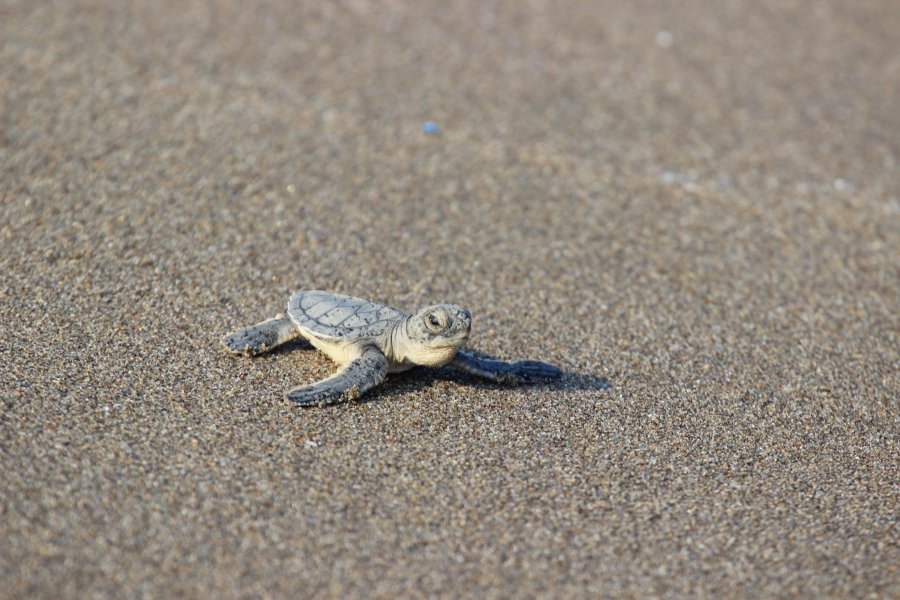 2019121523985083450377644