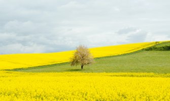 Na sjeveru ponegdje slabije padavine, jak vjetar