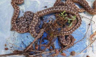 Bijelo Polje: Uklonjeno šest zmija iz dvorišta manastira Samograd