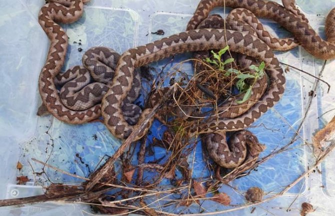 Bijelo Polje: Uklonjeno šest zmija iz dvorišta manastira Samograd