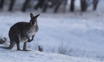 U Australiji pao snijeg (VIDEO)