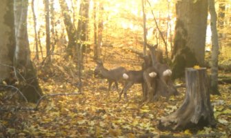 Jesenja razglednica: Srne u NP Biogradska gora (VIDEO)