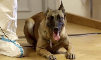 Predstavljen vojni pas koji umije da nanjuši koronavirus