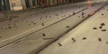 Stotine mrtvih životinja prekrilo ulicu nakon vatrometa(VIDEO)