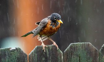 Za vikend kiša, na sjeveru snijeg, u nedelju i do minus 5