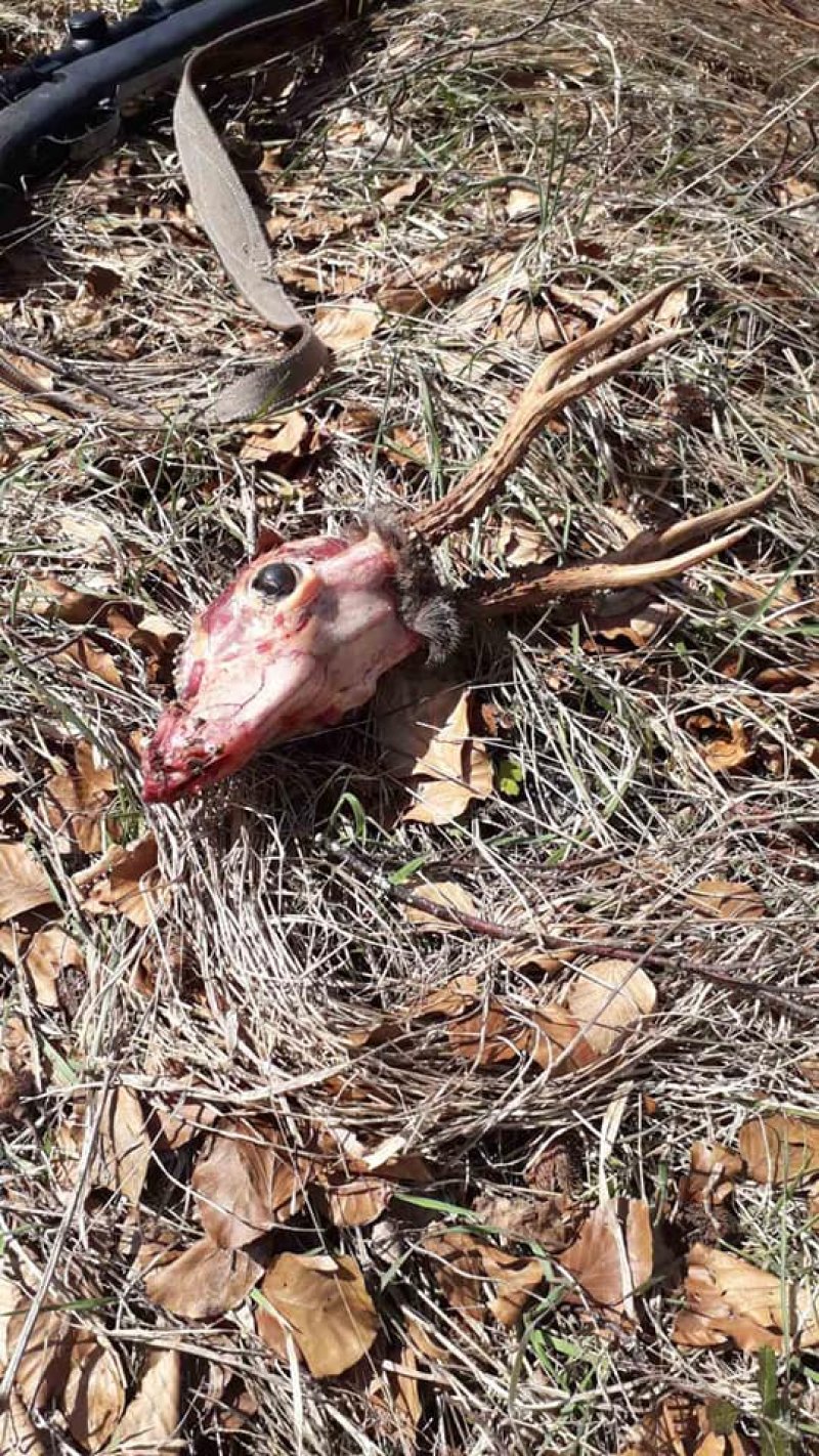 fotoodstrijeljensrndac