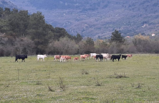 Opština Tivat odlučna da stane na kraj problemu nelegalnih goveda