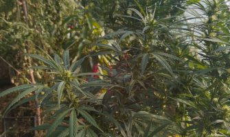 Pronađena marihuana, u plasteniku stabljike, uhapšen Nikšićanin