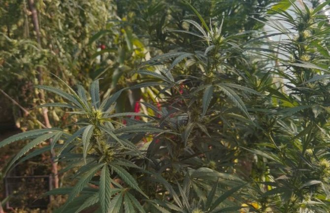 Pronađena marihuana, u plasteniku stabljike, uhapšen Nikšićanin