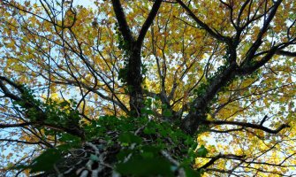 CDE: Hrastovi pored puta se  moraju sačuvati 