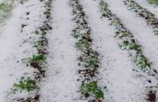 Grad obijelio njive u Nikšiću, uništio usjeve
