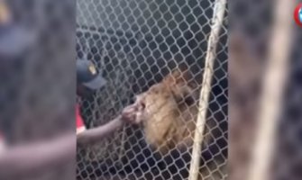 Uznemirujući snimak: Čuvar zadirkivao lava u kavezu pa ostao bez prsta
