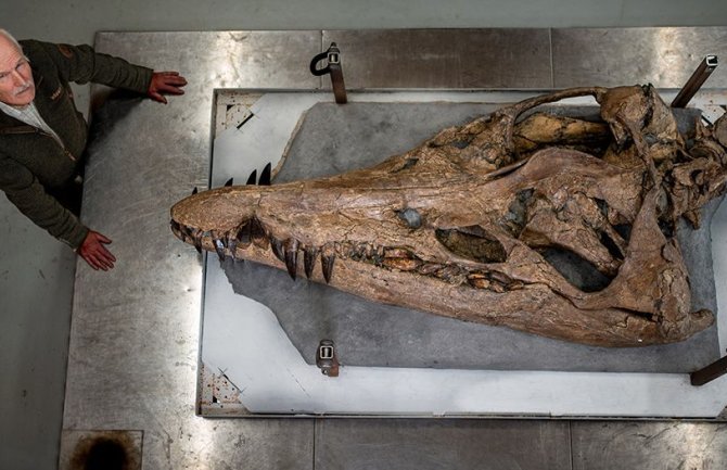 Fosil pliosaura, ogromnog morskog čudovišta, iskopan u blizini Dorseta