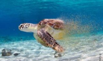 Svjetski dan divljih vrsta: U poslednjih 50 godina populacije opale za 69 odsto