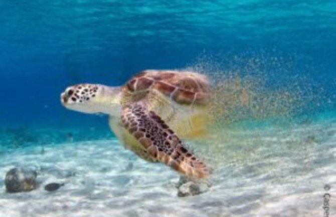 Svjetski dan divljih vrsta: U poslednjih 50 godina populacije opale za 69 odsto