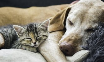 Pas pronašao dva mačića koje je neko bacio u vreći i spasio ih od sigurne smrti