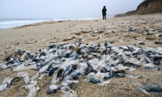 Milioni plavih meduza na kalifornijskoj plaži