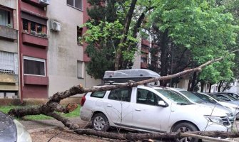 Podgorica: U Bloku 5 stablo palo na automobile