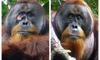 Orangutan zaliječio ranu melemom koji je napravio od biljaka