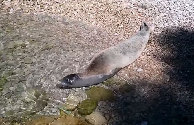 Snimci bi mogli potvrditi da li medvjedice ponovo stanuju ovdje