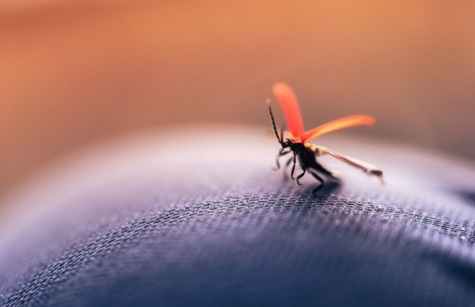 Virus Zapadnog Nila širi se Hrvatskom, sumnja se na desetine zaraženih