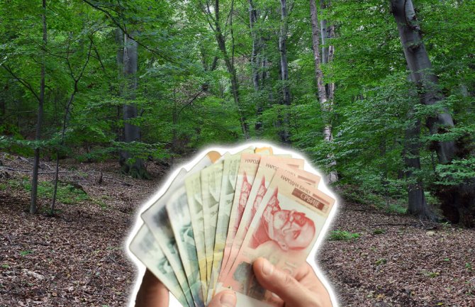 KO BI REKAO DA SE OD OVE BILJKE MOŽE ZGRNUTI BRDO PARA! Raste na pjesku, ne treba joj zaštita, a po hekataru donosi 4.300 evra