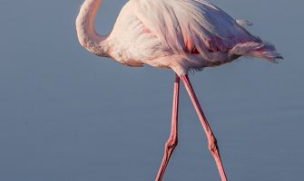 Ranjen flamingos u Ulcinjskoj solani